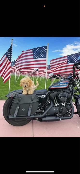 2021 Harley-Davidson Sportster Rubber Mount - Image 2 of 3
