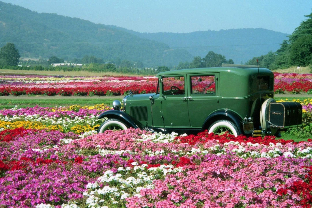 1930 Ford Model A - Image 6 of 14