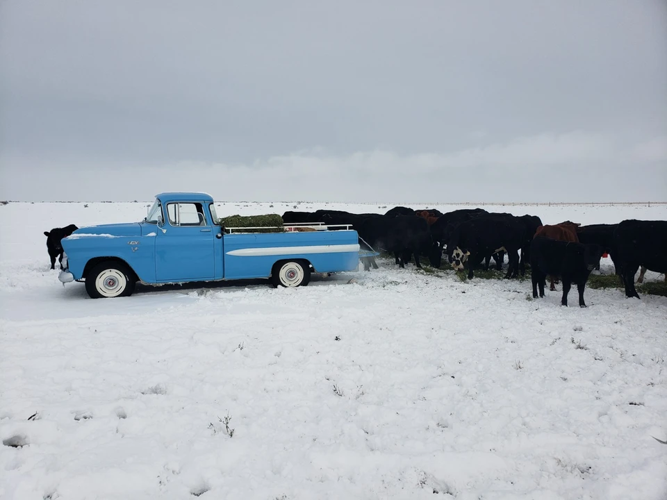 1959 GMC Blue Chip - Image 16 of 31