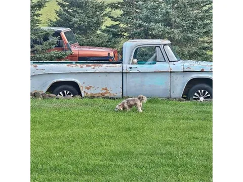 1968 Dodge D150 Regular Cab