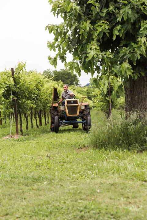 1971 Lamborghini Tractors - Image 11 of 30