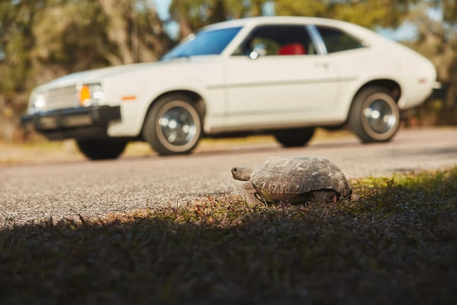 1980 Ford Pinto - Image 14 of 14