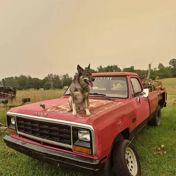1984 Dodge D-150