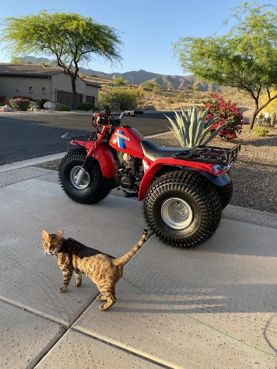1984 Honda ATV - Image 8 of 31