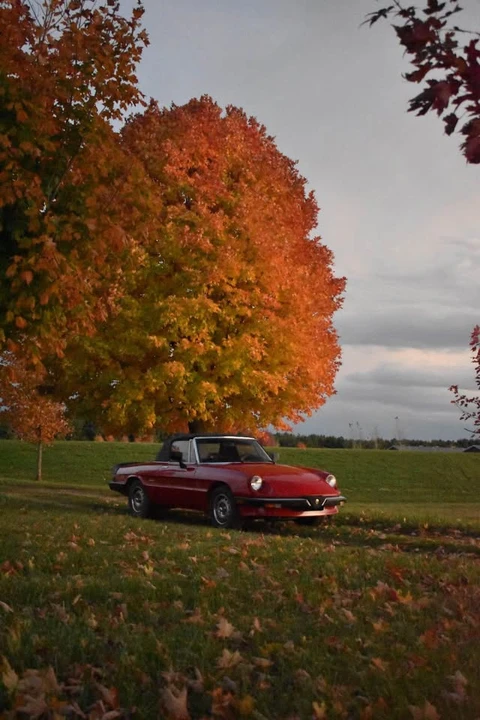 1986 Alfa Romeo Series 3 - Image 2 of 8