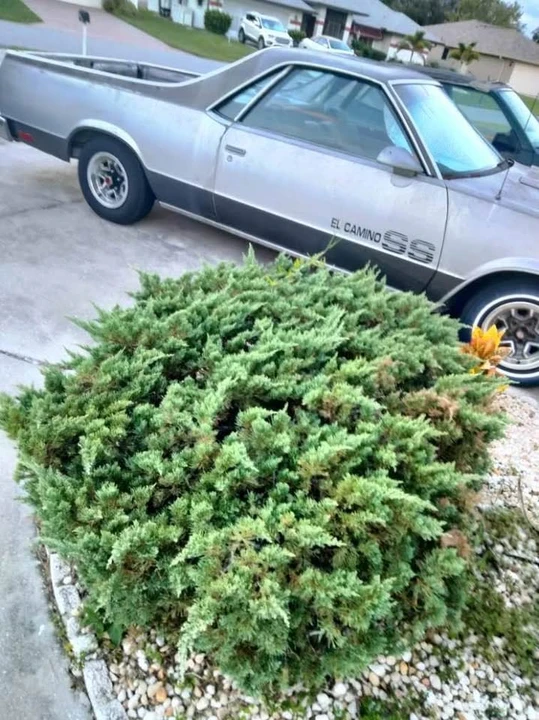 1986 Chevrolet SS - Image 2 of 4
