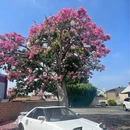 1987 Toyota MR2 Coupe