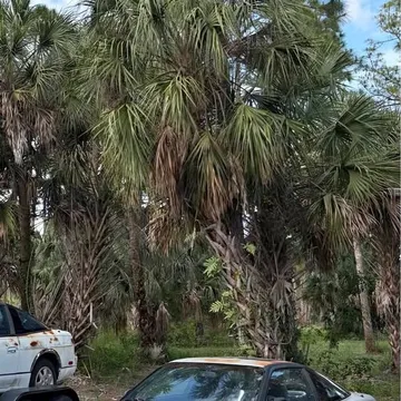 1990 Nissan 240SX SE Fastback 2D