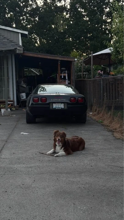 1993 Chevrolet Corvette C4 - Image 12 of 12
