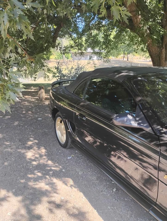 1994 Ford SN95 Mustang - Image 3 of 7