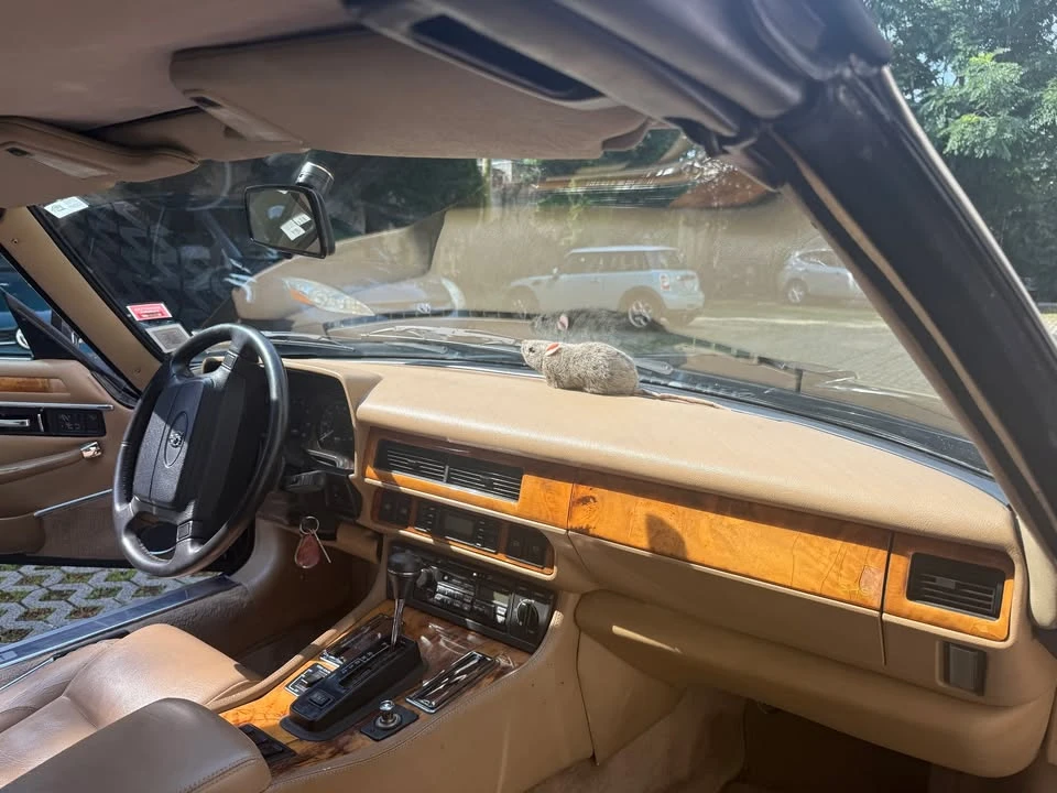 1994 Jaguar XJS Convertible - Image 16 of 19
