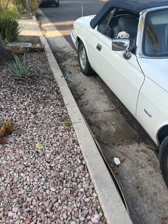 1995 Jaguar XJS Convertible - Image 8 of 19