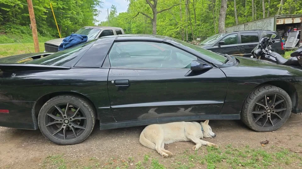 1995 Pontiac Firebird 4th Gen - Image 7 of 20