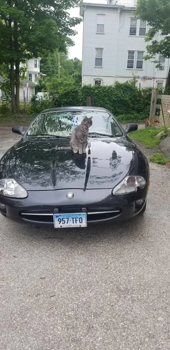 1997 Jaguar X100 XK8 - Image 15 of 20