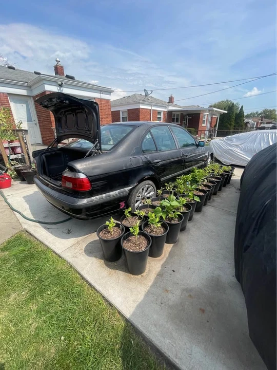 1998 BMW E39 540i - Image 9 of 12