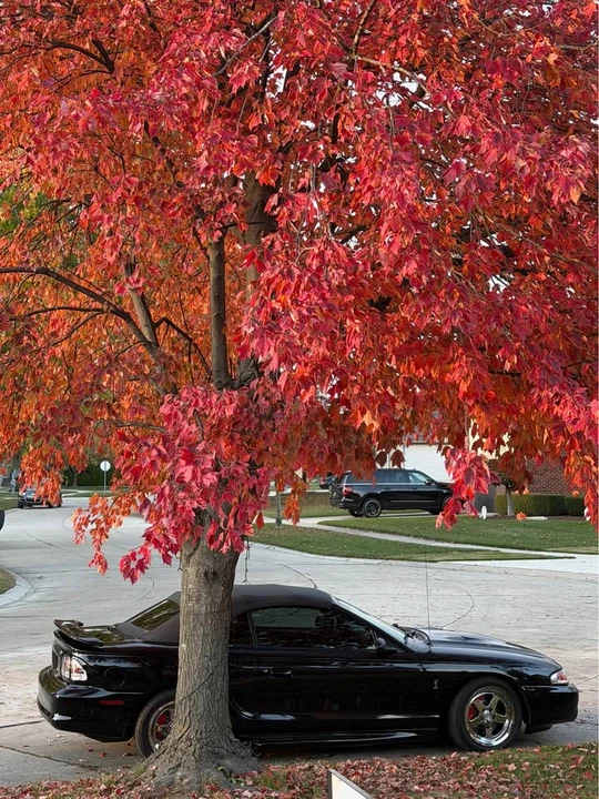 1998 Ford SN95 Mustang Cobra - Image 5 of 8