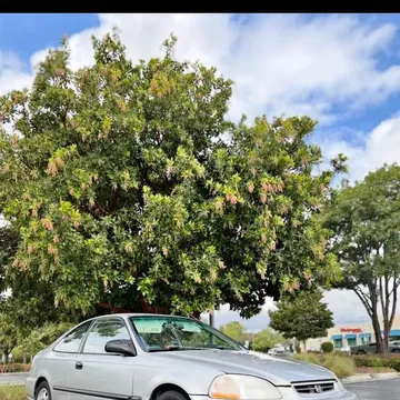 1998 Honda Civic HX Coupe