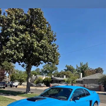 2000 Ford GT Coupe 2D
