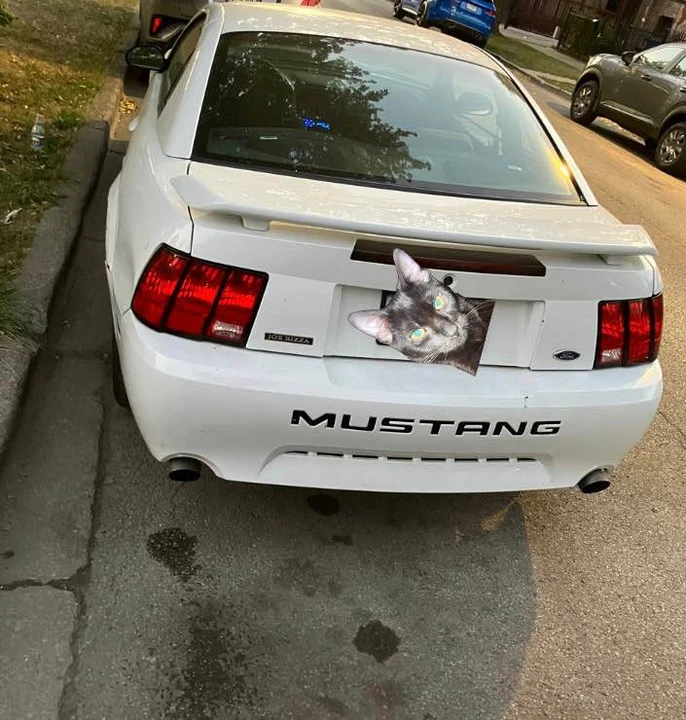 2001 Ford SN95 Mustang - Image 2 of 10