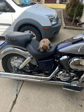 2001 Honda Shadow
