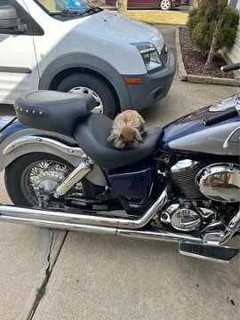 2001 Honda Shadow