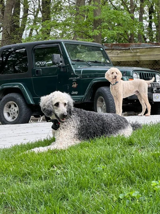 2001 Jeep TJ Wrangler - Image 4 of 10