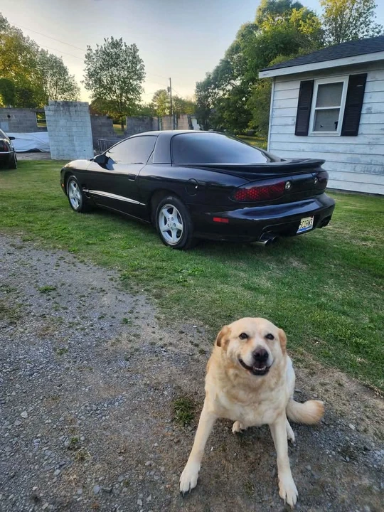 2001 Pontiac Firebird - Image 6 of 8
