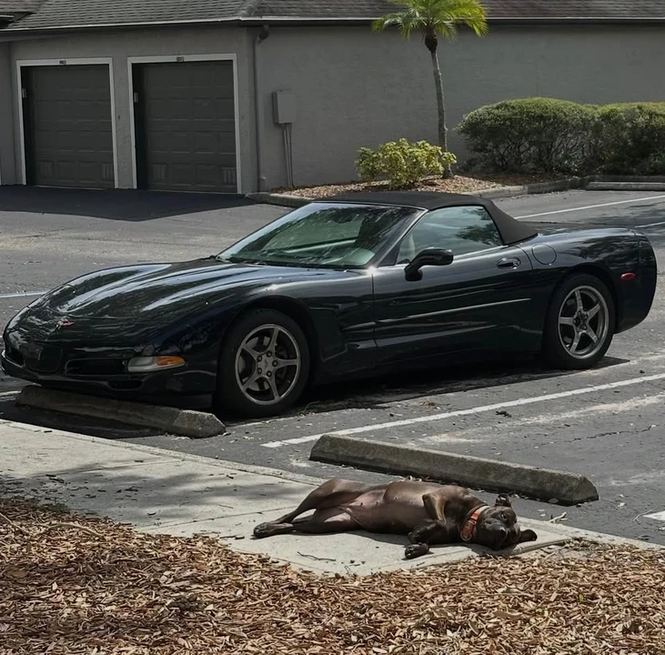 2002 Chevrolet Corvette C5 - Image 3 of 4
