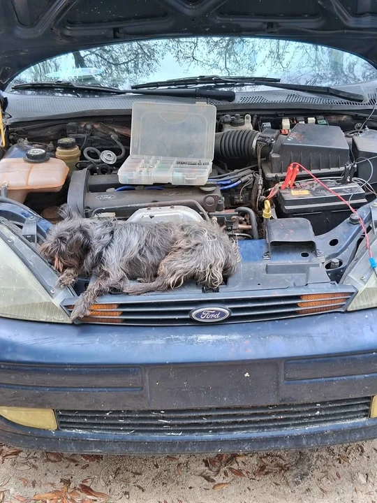 2003 Ford Focus 1st Gen - Image 3 of 4