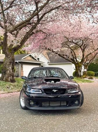 2003 Ford SN95 Mustang - Image 2 of 19