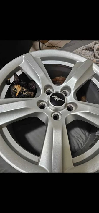 2004 Ford SN95 Mustang - Image 7 of 7