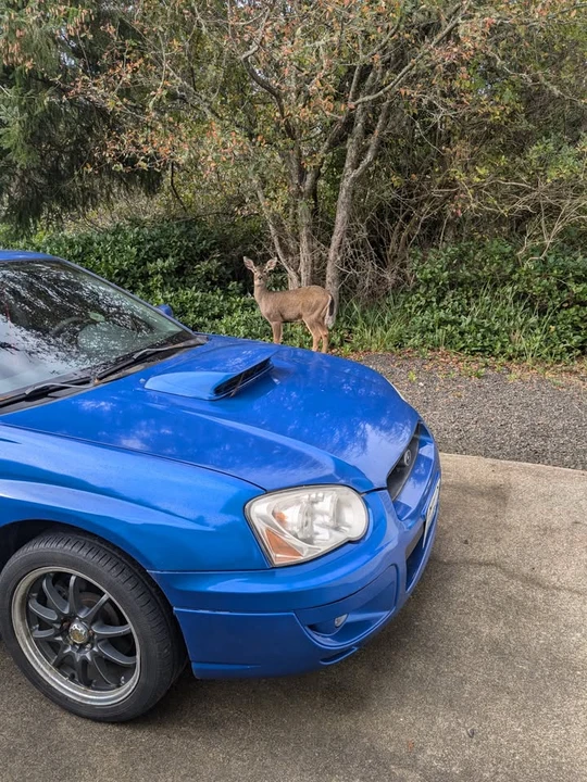 2004 Subaru Impreza 2nd Gen - Image 3 of 3