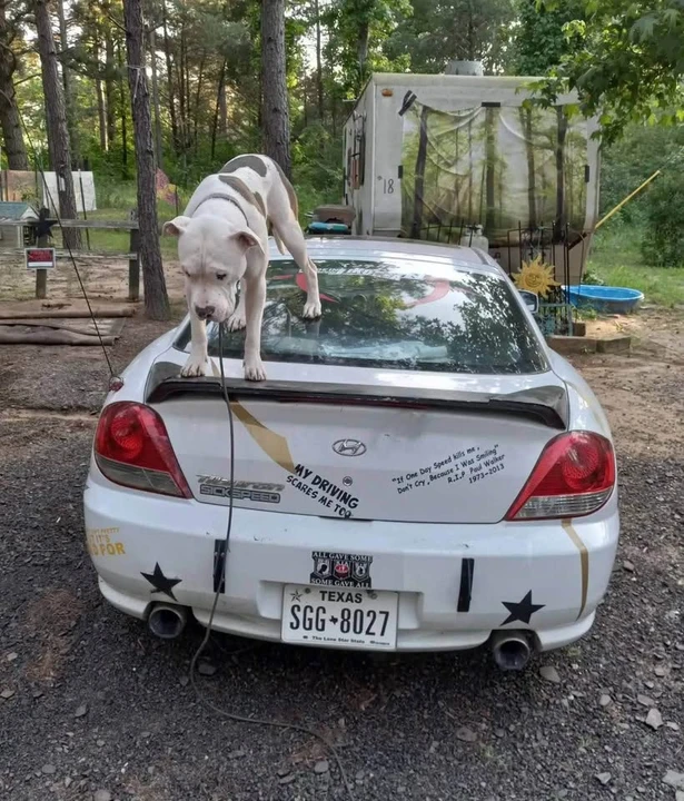 2006 Hyundai Tiburon - Image 8 of 8