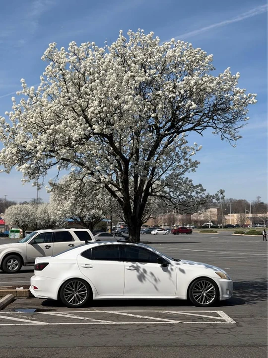 2007 Lexus IS 2nd Gen - Image 5 of 7