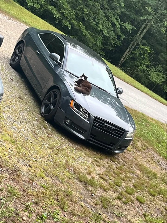 2009 Audi B8 A5 - Image 3 of 5
