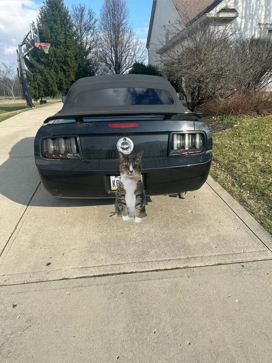 2009 Ford S197 Mustang - Image 4 of 7