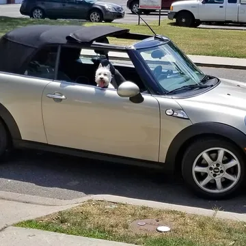2009 MINI Cooper S Convertible 2D