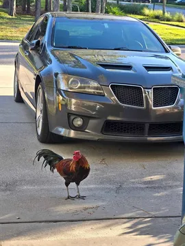 2009 Pontiac G8 GT Sedan 4D