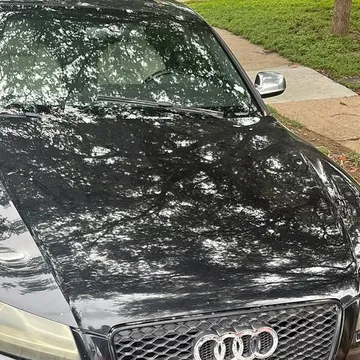 2010 Audi S5 Premium Coupe 2D