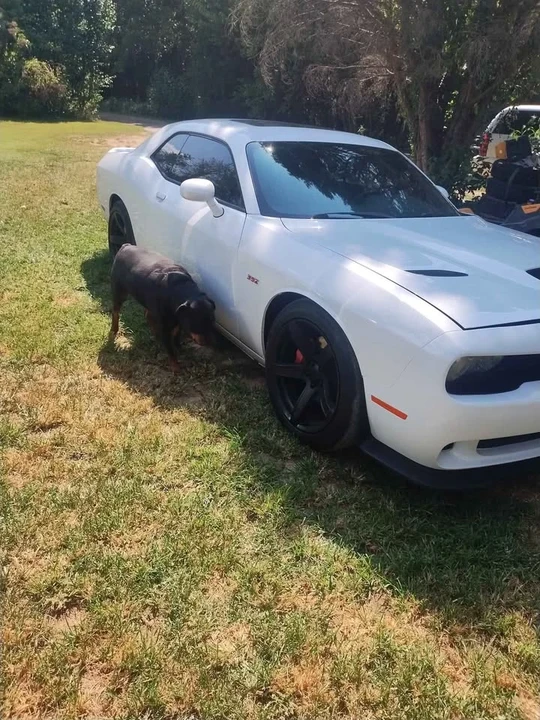 2012 Dodge Challenger SRT8 & 392 3rd Gen - Image 6 of 17