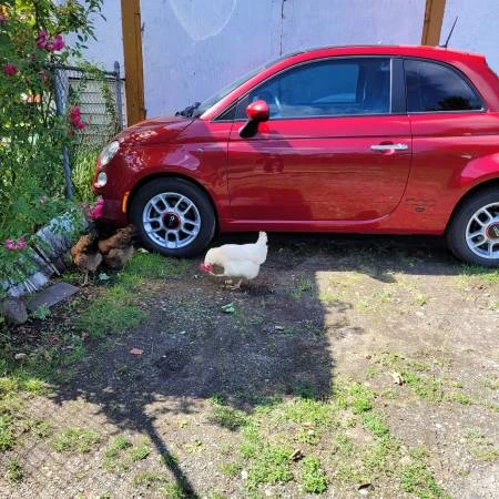 2012 Fiat 500 - Image 3 of 13