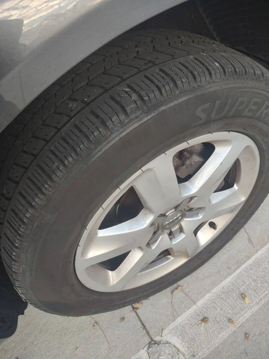 2015 Audi 4L Q7 - Image 13 of 22