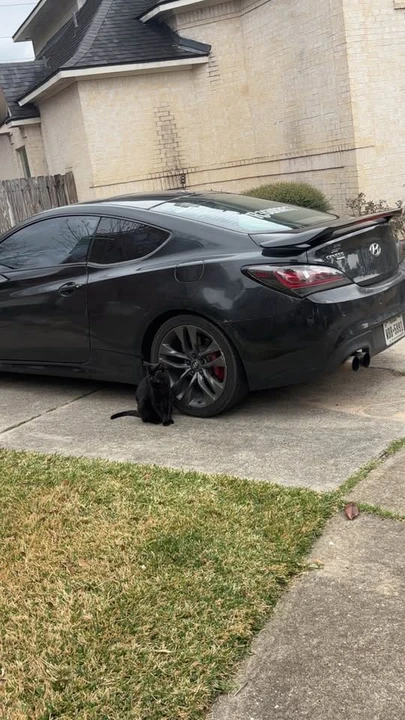 2015 Hyundai Genesis Coupe - Image 12 of 17