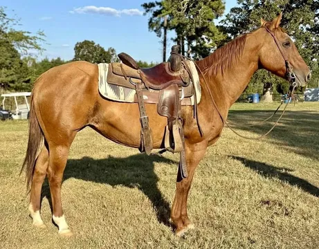 Parts & Memorabilia Red Dun Quarter Horse Saddle