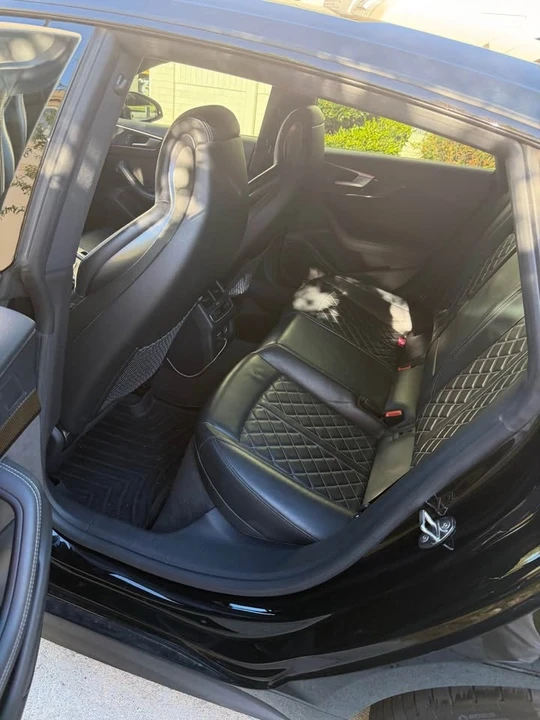 2019 Audi B9 S5 - Image 8 of 9