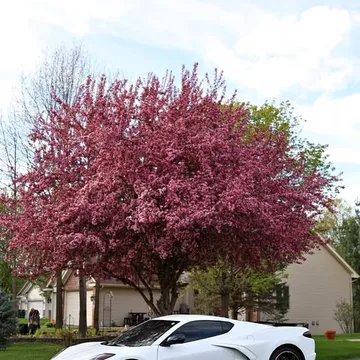 2020 Chevrolet Corvette Stingray 2LT