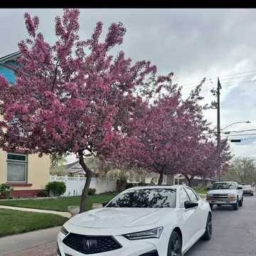 2021 Acura TLX A-Spec
