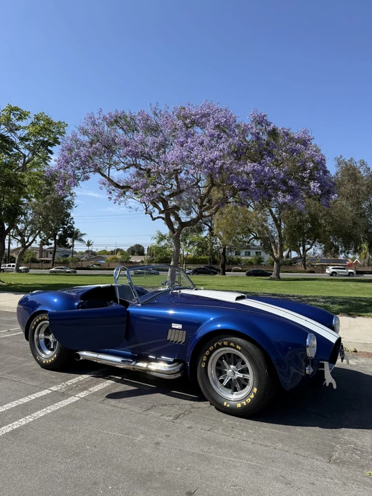 Shelby - Image 10 of 31