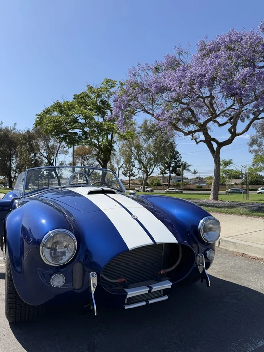 Shelby - Image 11 of 31