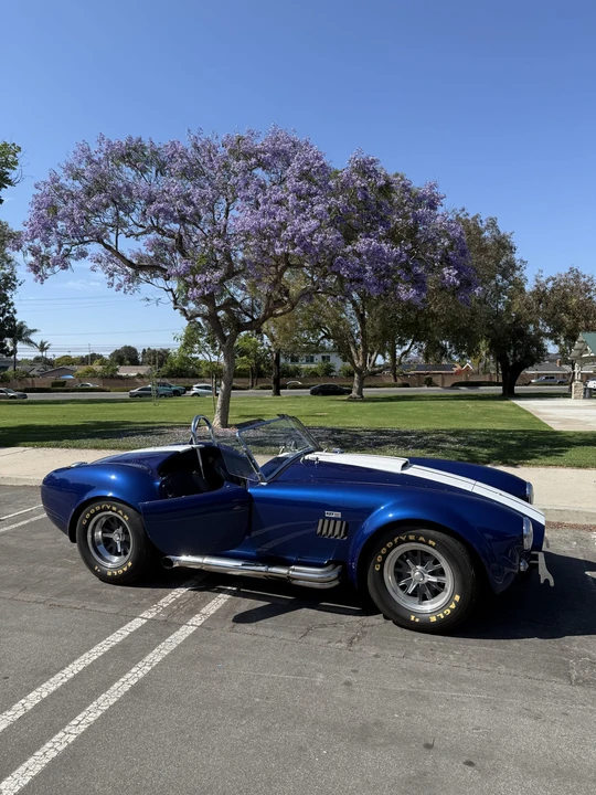 Shelby - Image 7 of 31